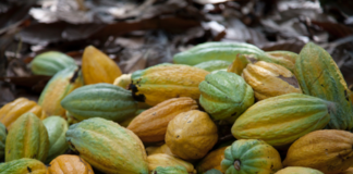 COVID-19 response: five things COCOBOD can reinforce to sustain the cocoa sector