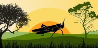 How locust swarms impact food security and poverty in Africa and South Asia