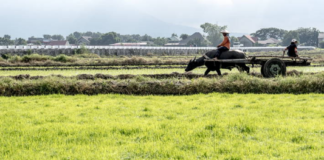 Global food markets still brace for uncertainty in 2020/21 because of COVID-19-FAO