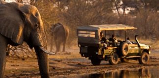 Jobs gone, investments wasted: Africa’s deserted safaris leave mounting toll