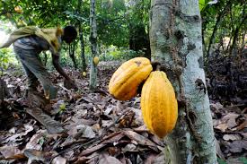 Ivory Coast to reduce fees paid by domestic cocoa exporters
