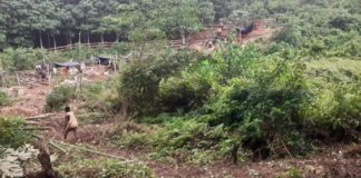 Galamsey operators take over rubber plantation in Western Region