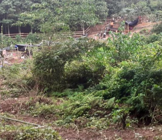 Galamsey operators take over rubber plantation in Western Region