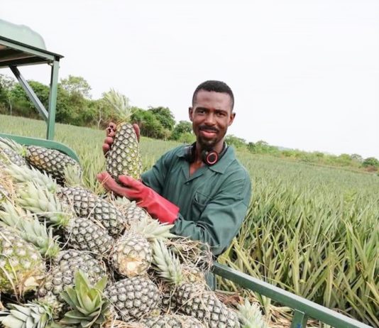 Egyam and Otchere’s thought…Increasing access to finance for agribusinesses