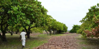 Cashew farming threatens food crops production … but MoFA intervenes to boost productivity