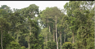 Activists sue gov’t to save forest from mine