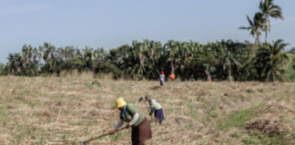 Nkoranza residents prefer agric to leasing farmlands for mining & oil projects