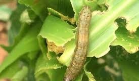 MoFA moves to contain Fall Army Worm outbreak