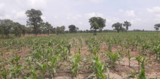 Anchor post-COVID-19 recovery on agriculture – CSOs