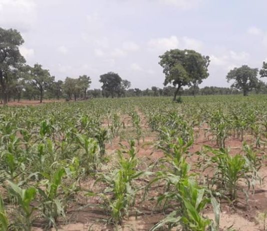 Anchor post-COVID-19 recovery on agriculture – CSOs