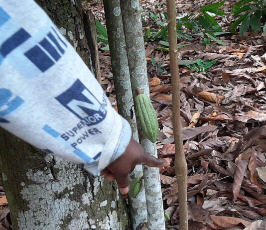 COCOBOD takes steps to revive cocoa production …Kick-starts massive rehabilitation of farms in Western North and Eastern