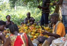 Cocoa farmers poised to increase production