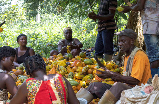 Now is time for PPPs in cocoa sector – experts