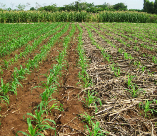 Marie-Noelle Nwokolo‘s thoughts: A case of missed opportunities: Realising the potential of Ghanaian agriculture