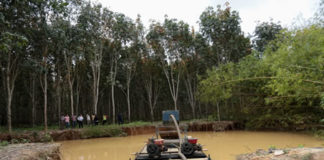 GREL to lose €550,000 investment as illegal miners encroach on rubber plantation