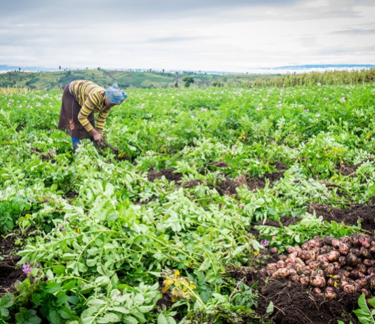Africa has a growing food security problem: why it can’t be fixed without proper data
