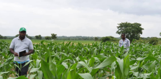 Over 100,000 farmers benefit from OCP Africa’s Agribooster Programme