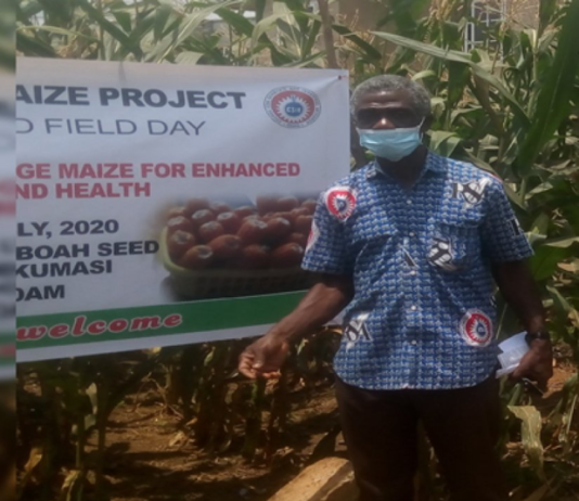 CSIR produces immune-boosting maize varieties