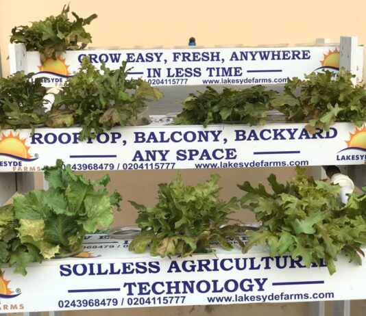 Planting without soil…a young entrepreneur’s innovation