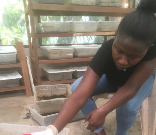 The SHS graduate making a living from black soldier larvae
