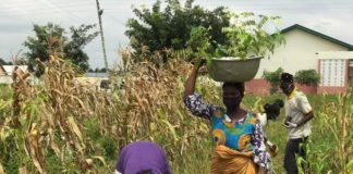 GTA embarks on tree planting exercise at Yumba Special School