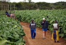 UDS, UK/ECOWAS collaborate to establish food systems and export network