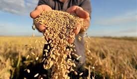 Prices of staple food commodities expected to drop in August