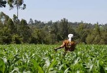 Editorial: Ayekoo to our gallant farmers & fisherfolk