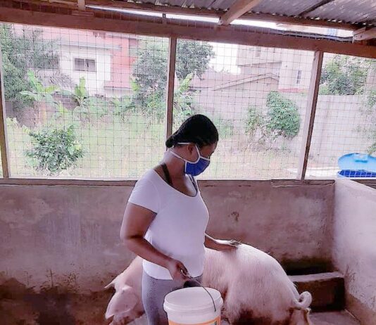 Meet Nana Ama: the beautiful law student who is a pig farmer