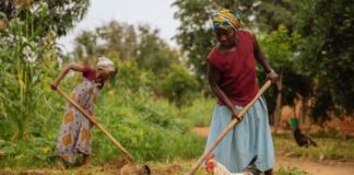 Farminista Africa: a social enterprise making farming easy and lucrative for women