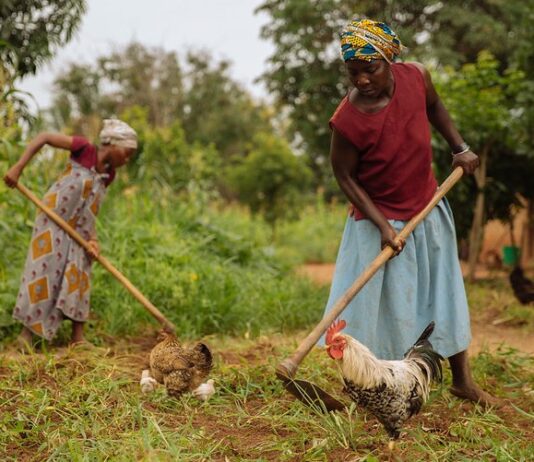 Farminista Africa: a social enterprise making farming easy and lucrative for women