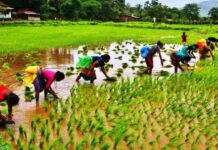 Editorial 2: Agriculture’s resilience amidst COVID pandemic laudable