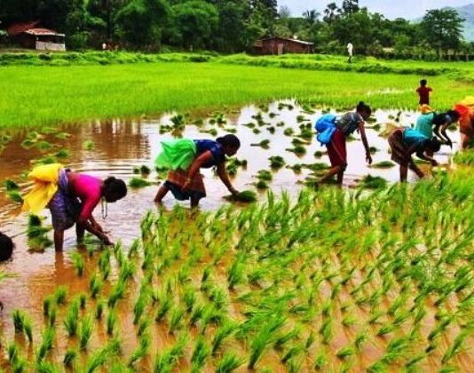 Editorial 2: Agriculture’s resilience amidst COVID pandemic laudable