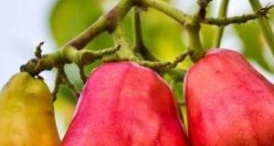 Cashew Council Ghana launched to complement TCDA