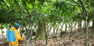 Editorial: PPP advocated for cocoa industry is worth considering