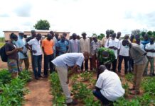 CSIR-SARI urges gov’t to regularise BT cowpea variety