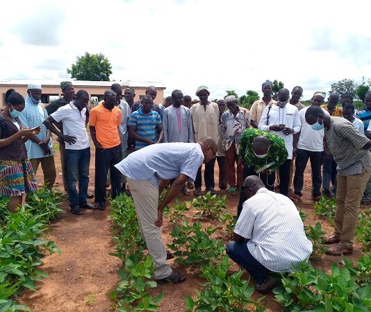 CSIR-SARI urges gov’t to regularise BT cowpea variety