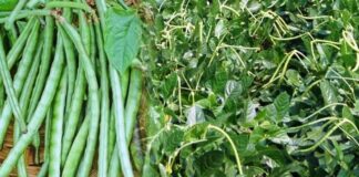 PBR cowpea researchers lauded for maintaining protocols