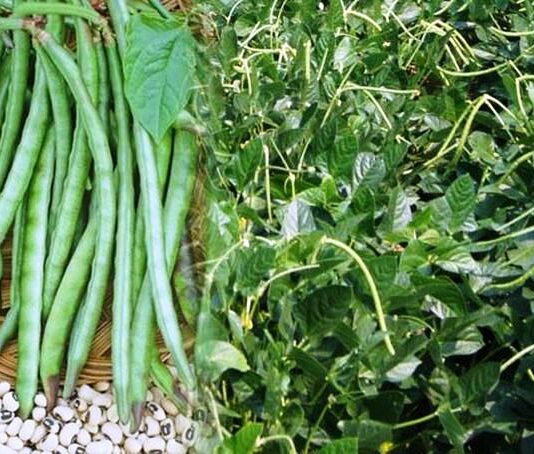 PBR cowpea researchers lauded for maintaining protocols