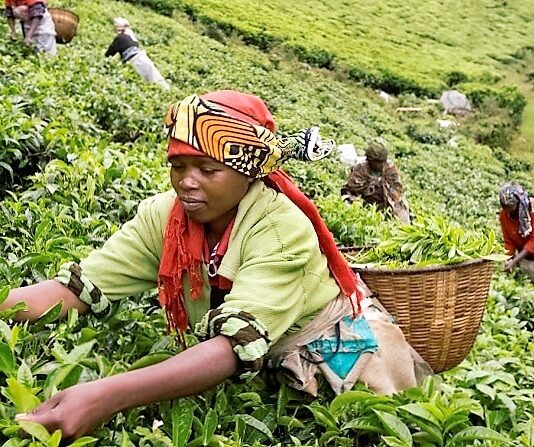 Agric withstands pandemic shock to record growth
