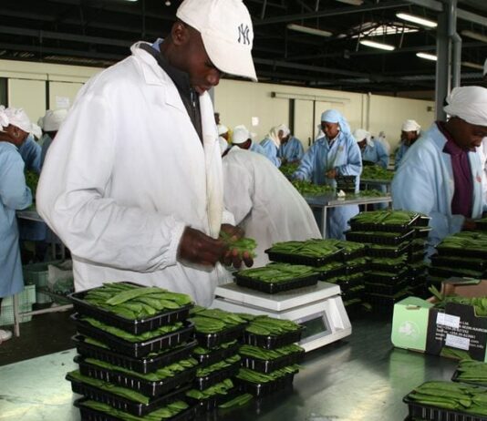 Gov’t targets US$1bn revenue from vegetables export within 7yrs