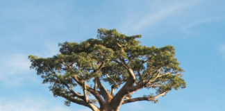 Feature : The Baobab Tree; The majestic tree of life in the dry Savannah