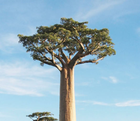 Feature : The Baobab Tree; The majestic tree of life in the dry Savannah