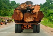 CSOs push for timber FLEGT license before end of 2020