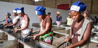 Cashew processors want speedy establishment of Tree Crop Development Authority