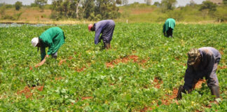 PFAG calls for a review of selection criteria for Farmers’ Day awards