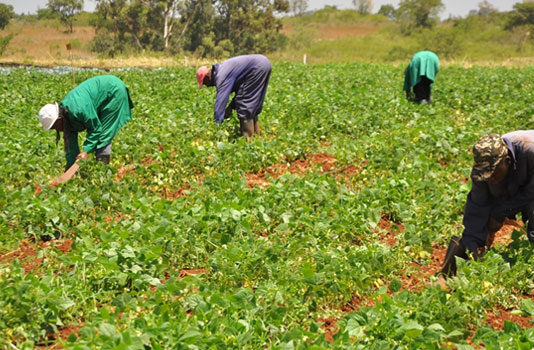 Agric needs practical incentives to sustain economic growth