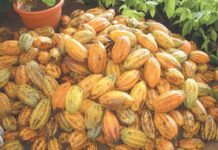 West Africa hard pressed to expand cocoa market share