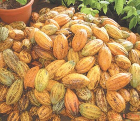 West Africa hard pressed to expand cocoa market share