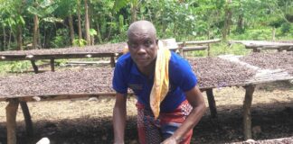 Cocoa farmers in Wassa resort to ‘galamsey money’ to maintain farms